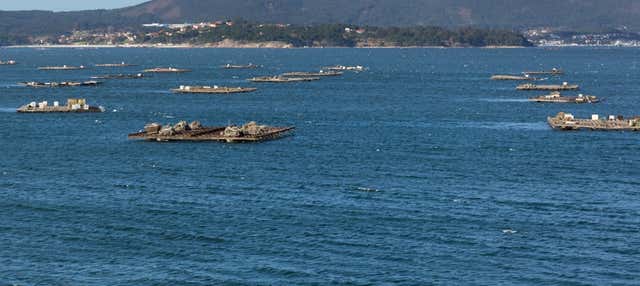 Paseo en barco por la ría + Degustación de mejillones