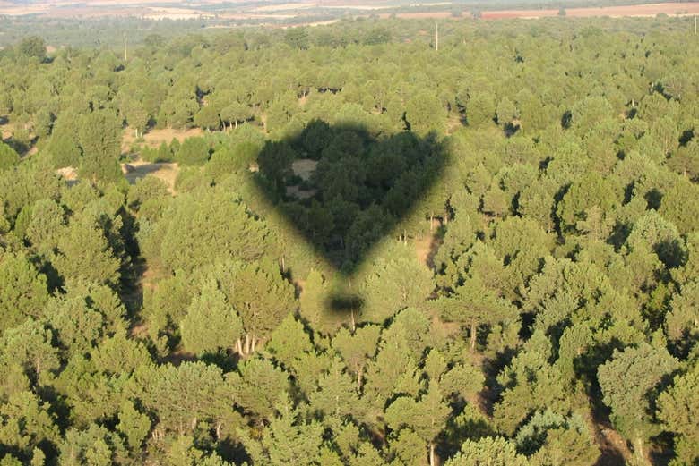 Soar over the forests of Guadarrama