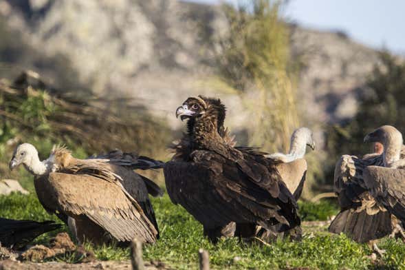 Avistamento de aves em Monfragüe