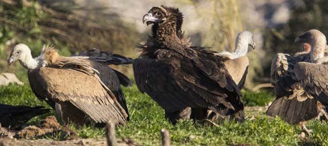 Avistamiento de aves en Monfragüe