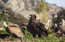 Avistamento de aves em Monfragüe