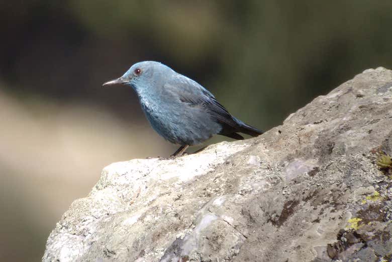 Contemplaremos diferentes tipos de aves