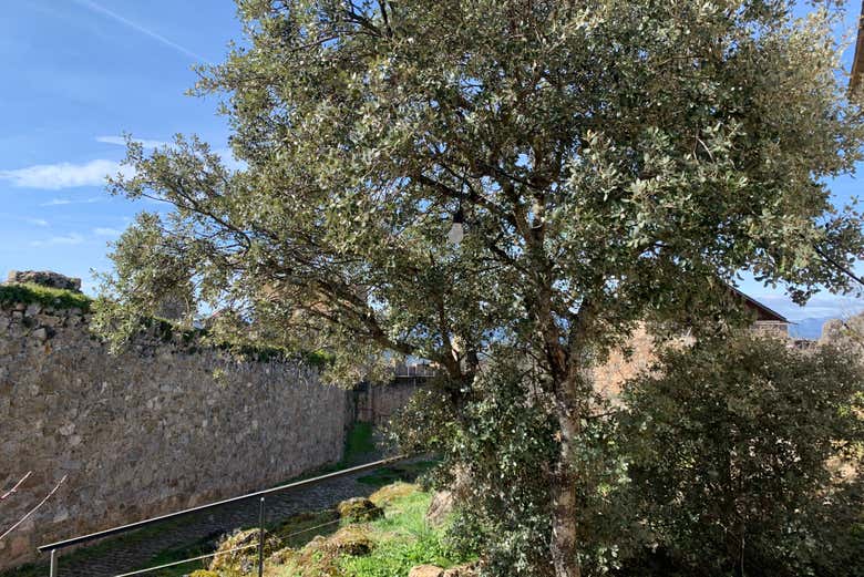 Végétation autour du château