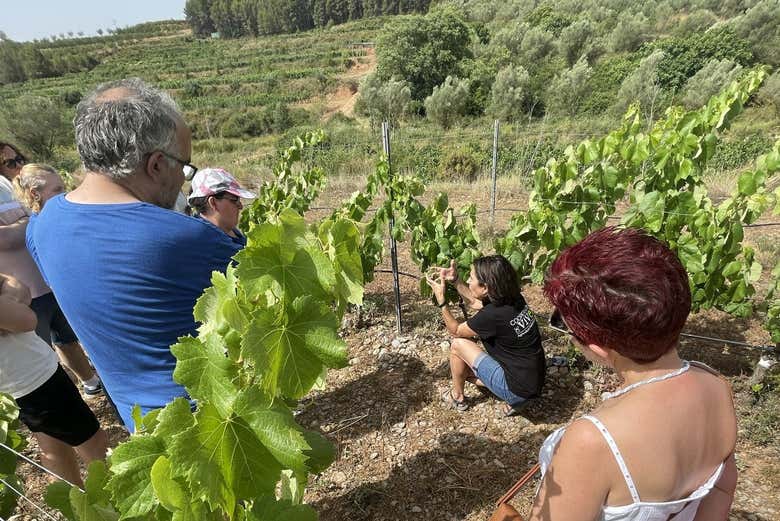 Exploring the vineyards
