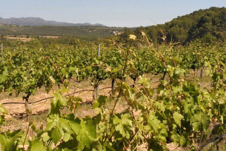 Viver Cooperative Vineyards