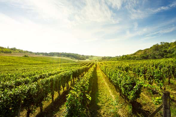 Visita a las bodegas y viñedos de la Cooperativa Viver