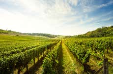 Visita delle cantine e dei vigneti della Cooperativa Viver