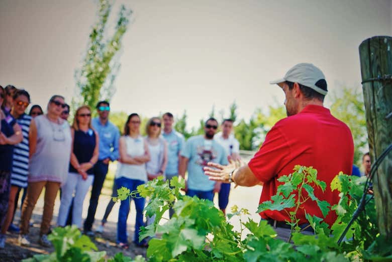Durante la visita dei vigneti