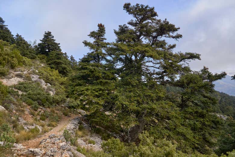 Lush vegetation of Sierra de las Nieves