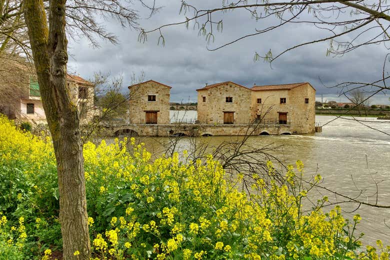Aceñas de Olivares