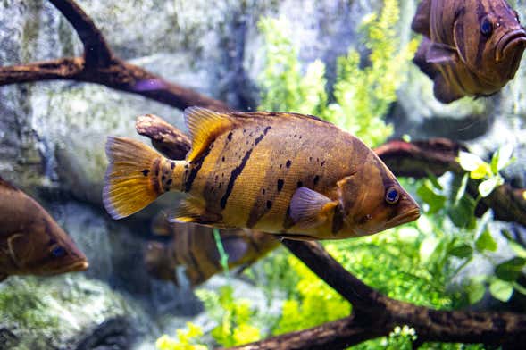 Entrada al Acuario de Zaragoza