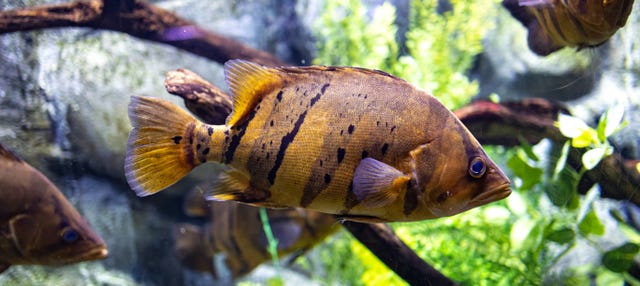 Billet pour l’Aquarium de Saragosse