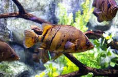 Zaragoza Aquarium Ticket