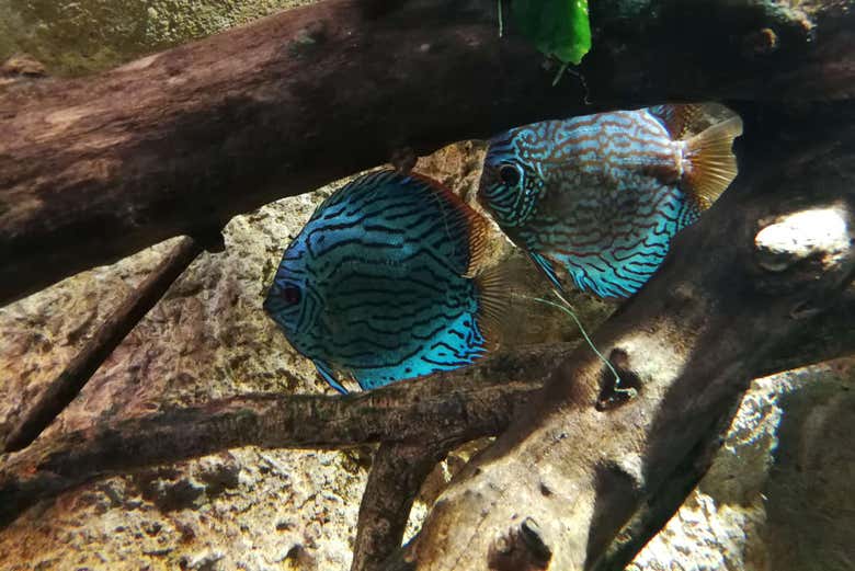Peixes no aquário de Zaragoza