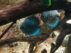 Peces en el Acuario de Zaragoza