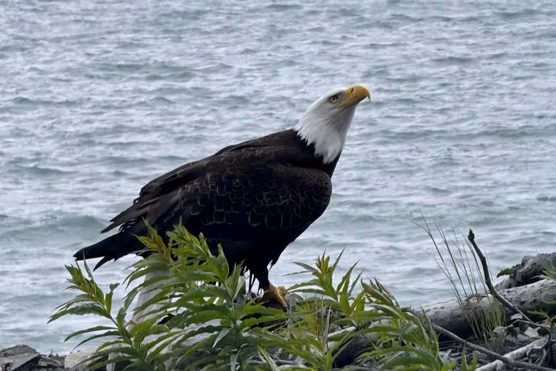 Un águila calva en la naturaleza de Alaska