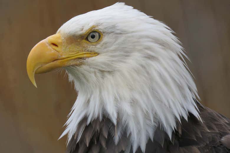 Bald eagle