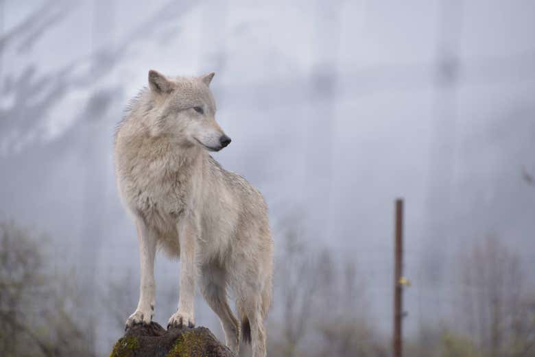 Arctic wolf