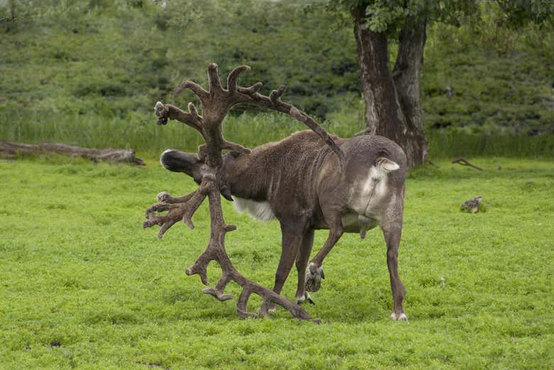 Moose scratching himself