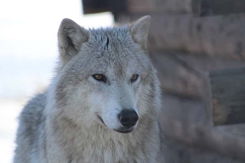 Arctic wolf