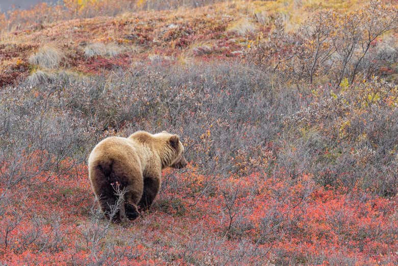 Disfrutando de la fauna de Alaska
