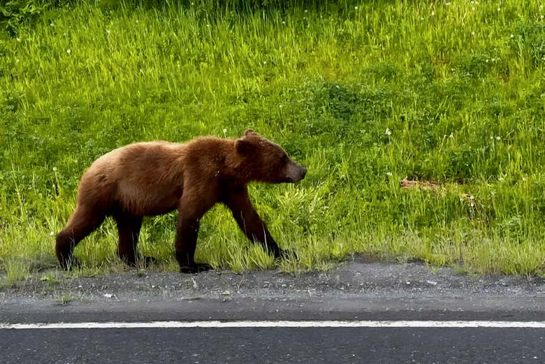 Un oso pardo en Alaska