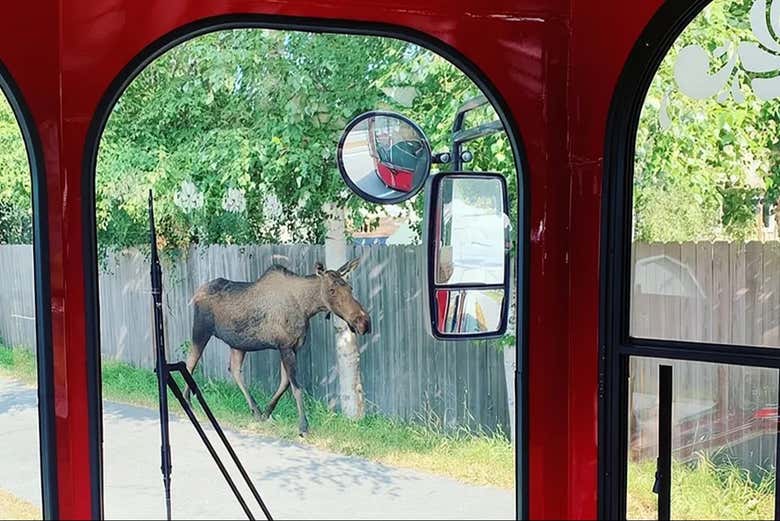 Anchorage es popular por su gran comunidad de alces
