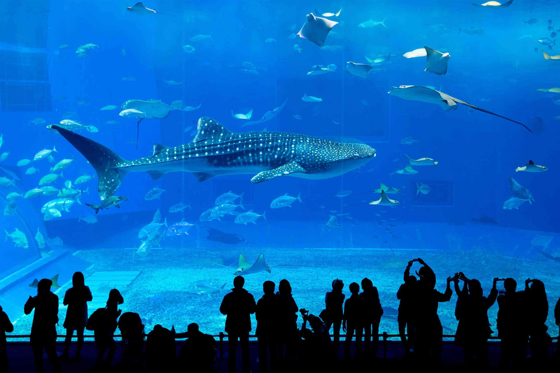 Aquarium Ticket, Atlanta
