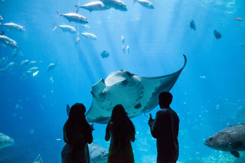 Georgia Aquarium