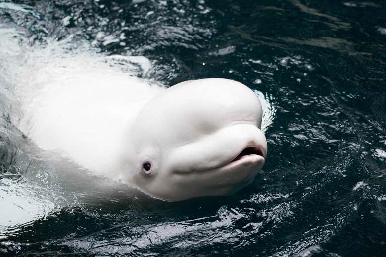 Beluga whale