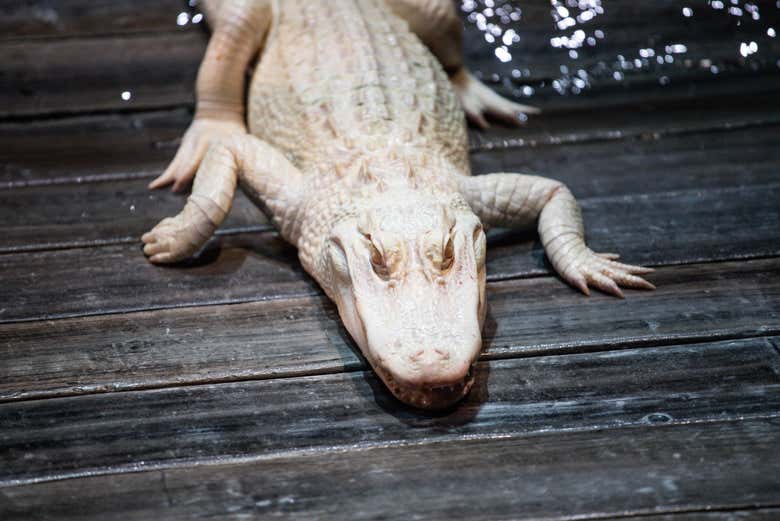 Albino alligator