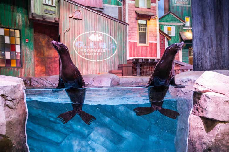 Sea lion show