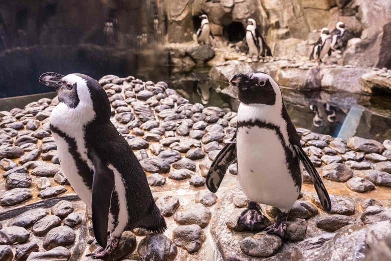 African penguins