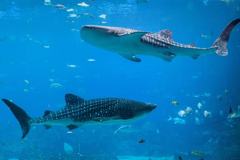 Whale sharks