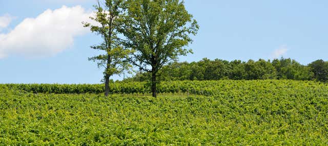 Tour de viñedos y bodegas por el norte de Georgia