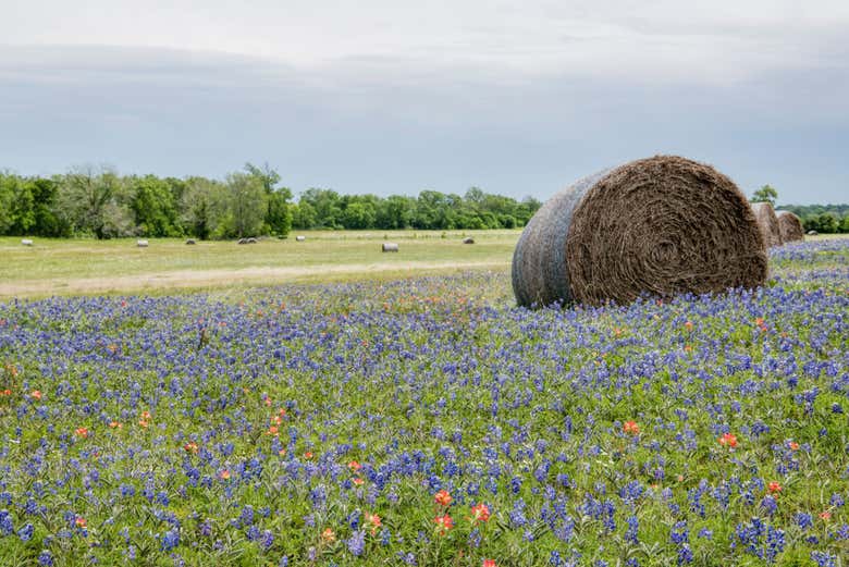 Admirando as paisagens de Texas Hill Country