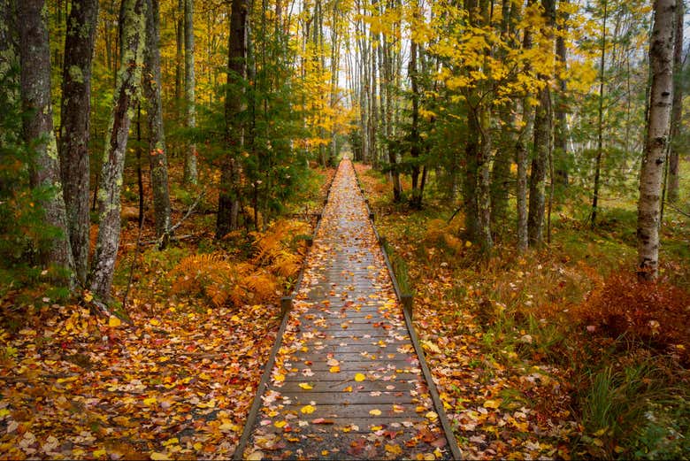 Senderos del Parque Nacional Acadia