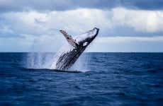 Boston Whale Watching Cruise