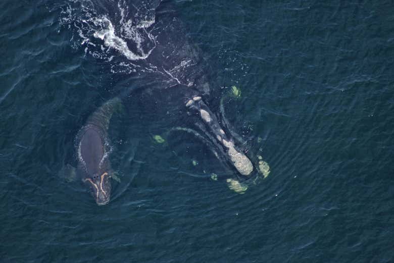 Una ballena en el New England Aquarium
