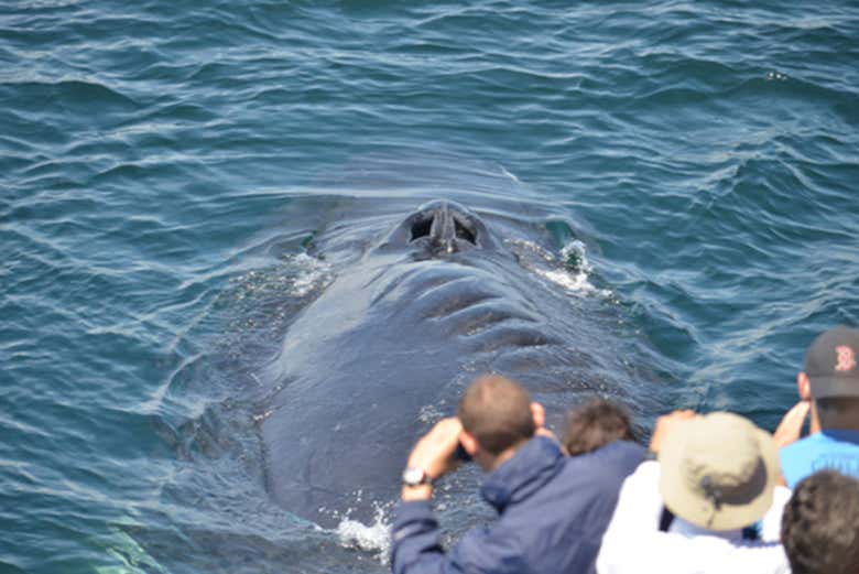 Baleine en train de nager