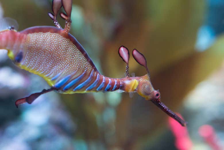 Spot the seahorses