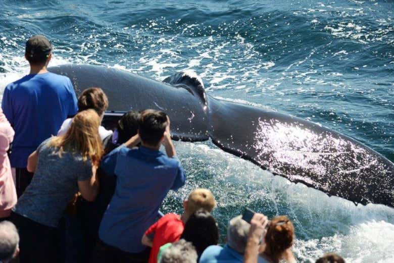Observation de baleines