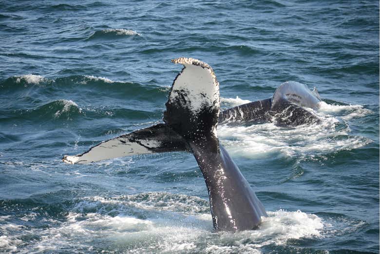 Queue de baleine