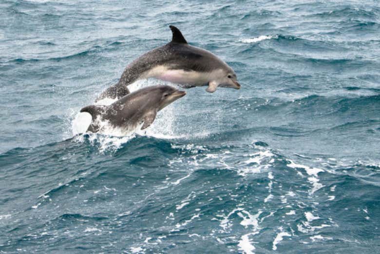 Dauphins
