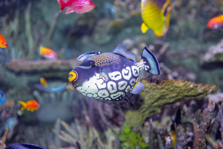 Veréis infinidad de peces de colores