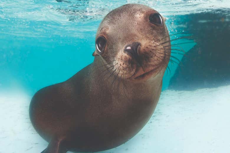 Seal in the aquarium
