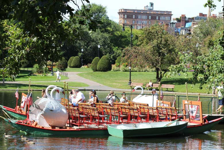 Un barco de cisnes en Boston