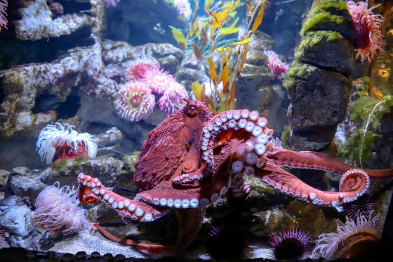 Veréis una gran diversidad de animales marinos