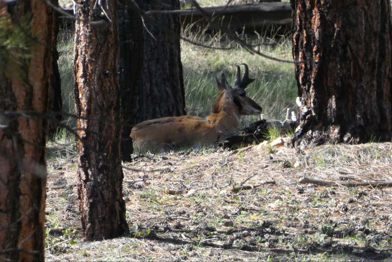 Un simpático ciervo