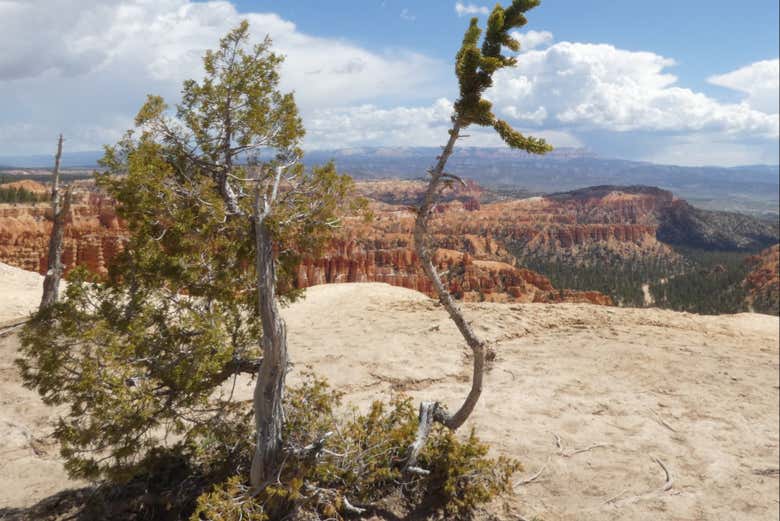 Conociendo la flora de la zona
